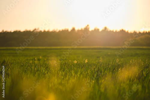 letzte Sonnenstrahlen