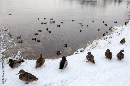 ducks stand on the snow-covered lake shore