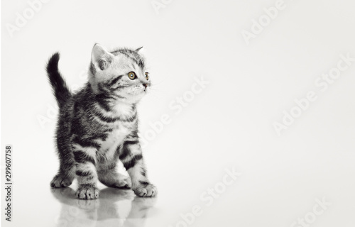 one grey stripy beautiful little kitten © tankist276