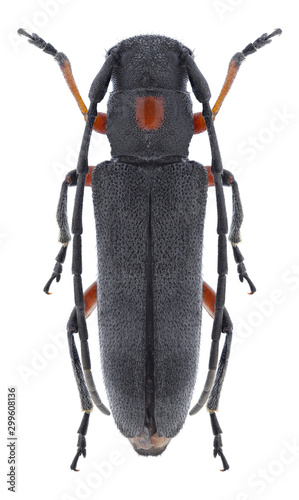 Beetle Phytoecia pustulata on a white background photo