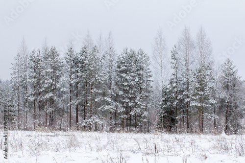 Pine trees and birches covered with snow stand in the midst of a snow-covered field