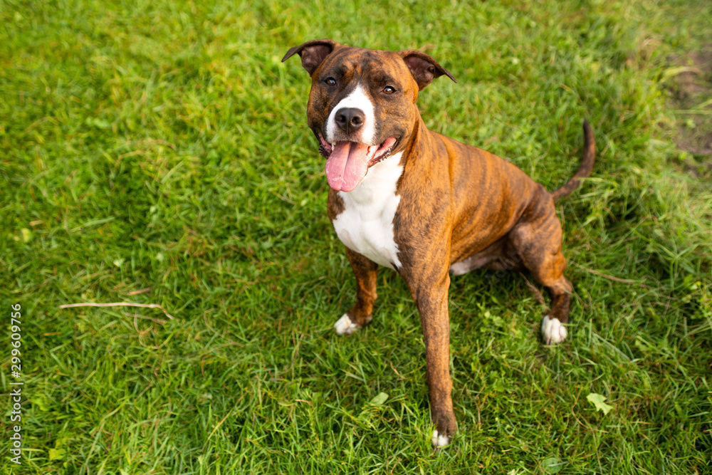 pit bull on green grass in summer park