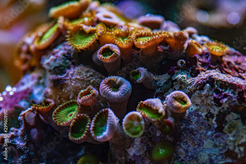 colored corals in a marine aquarium. macro photography photo