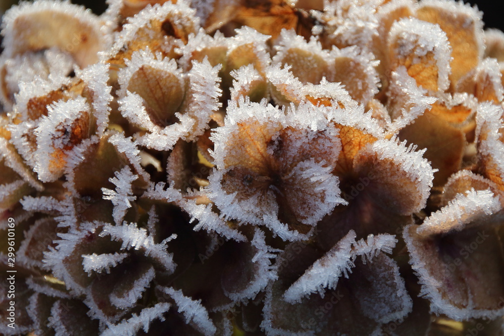 custom made wallpaper toronto digitalvereiste Blüten