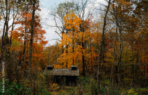 autumn in the park