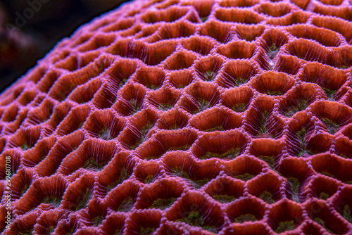Fototapeta Naklejka Na Ścianę i Meble -  colored corals in a marine aquarium. macro photography