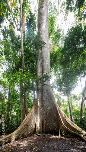 Foto Stock A majestic giant Samauma tree (Ceiba pentandra) and its roots in  the Amazon rainforest. Mafumeira, Sumauma or Kapok. Concept of botany,  ecology, environment, conservation and biodiversity. | Adobe Stock