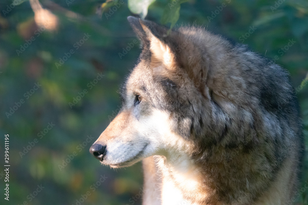 Fototapeta premium Wolf