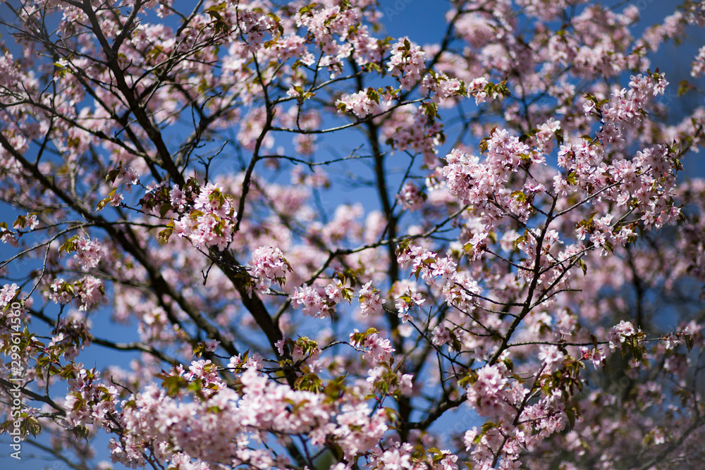 Cherry blossoms in spring in the Park Cherry blossoms in spring in the Park