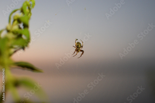 Spider waits for soy prey and weaves web at sunset photo