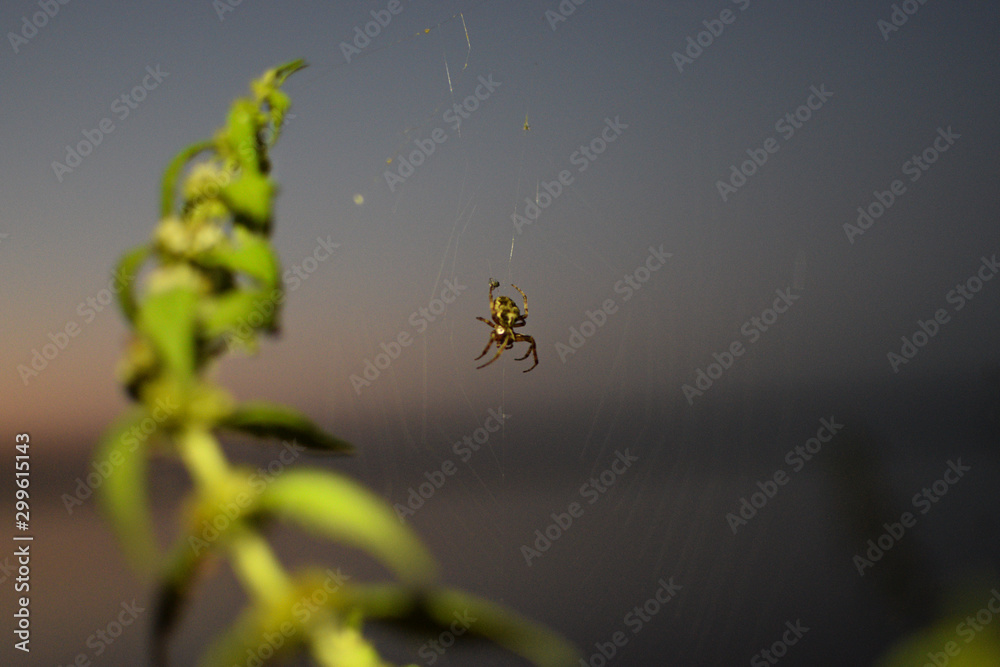 Spider waits for soy prey and weaves web at sunset - obrazy, fototapety, plakaty 