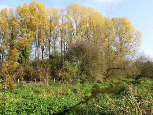 Beautiful tall trees in autumn beside the River Chess in Chorleywood, Hertfordshire, UK photo