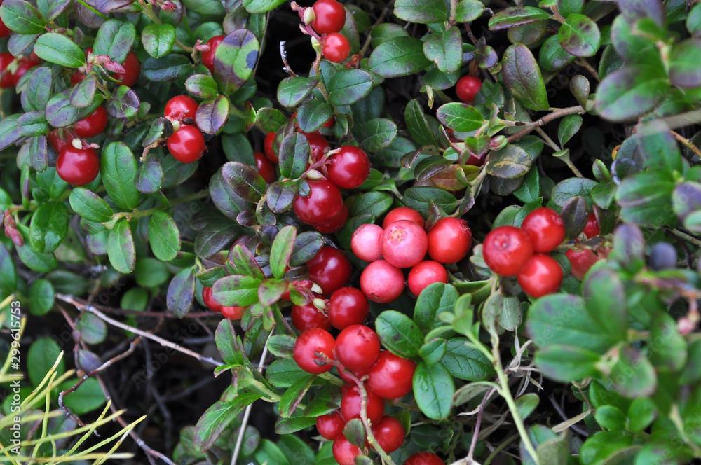 Ripe cranberries. Ripe cranberries.