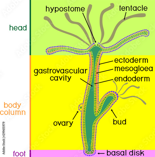 Structure of Hydra. Cross-section of Hydra Polyp. Educational material for lesson of zoology