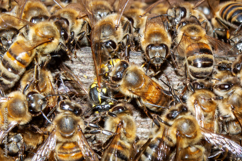 A swarm of bees outside the hive on a sunny summer day