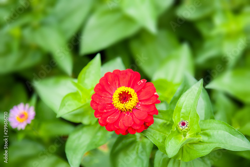 Red flower on the green background