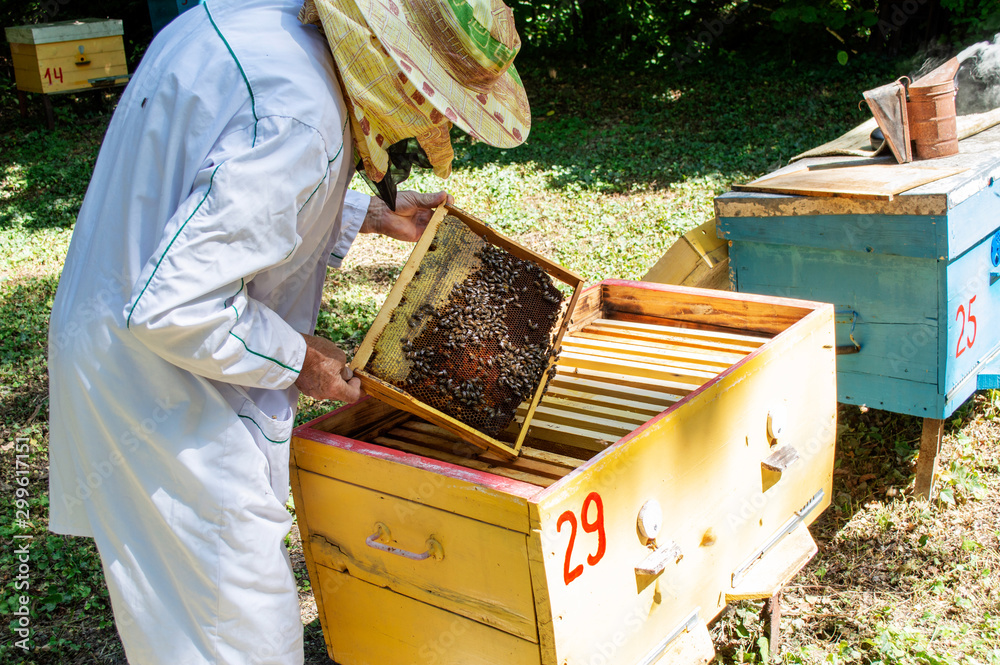 A beekeeper takes out a frame with bees from a hive on a sunny summer day A beekeeper takes out a frame with bees from a hive on a sunny summer day