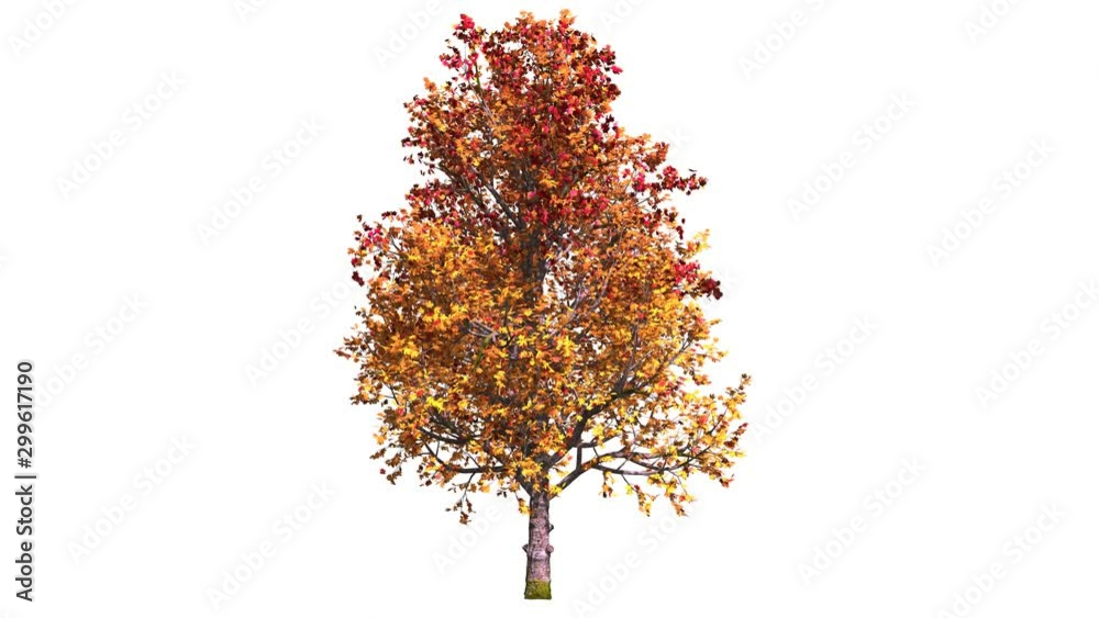 autumn tree isolated on white background