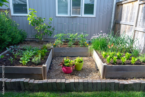 This small urban backyard garden contains square raised planting beds for growing vegetables and herbs throughout the summer.  Brick edging is used to keep grass out, and mulch helps keep weeds down.