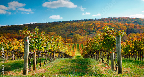 Vineyard In Fall