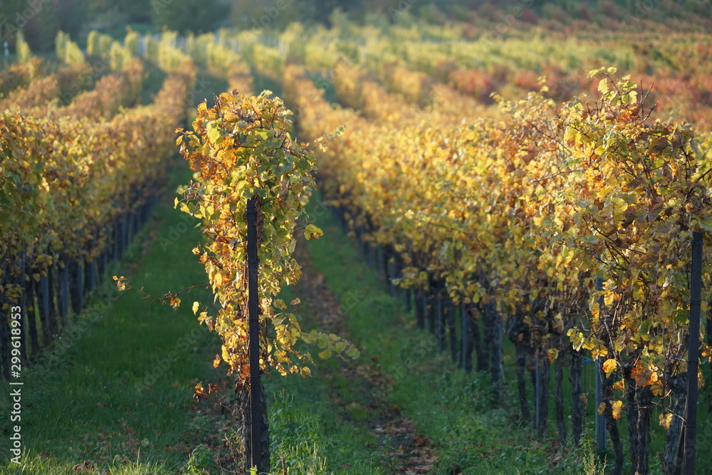 Naklejka premium Malerische Weinstöcke bei herbstlicher Abendsonne