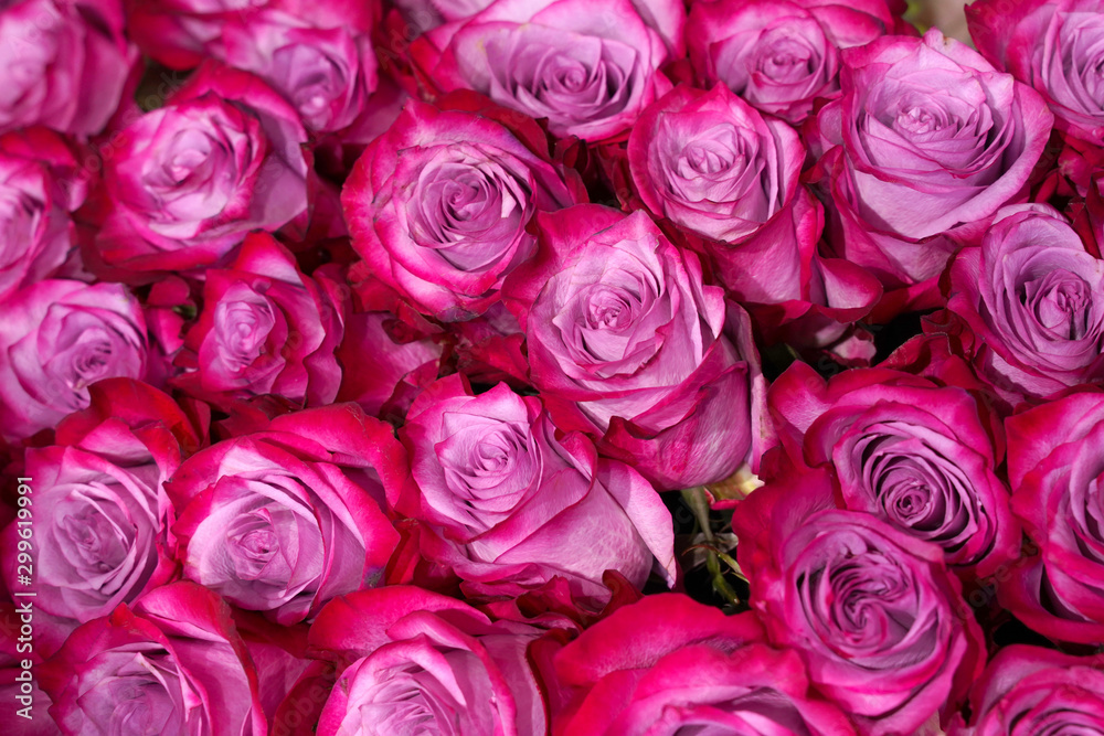 bouquet of pink roses as background