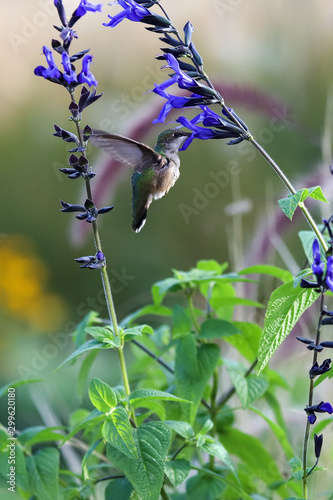 A plump baby hummingbird hovering while sipping nectar
