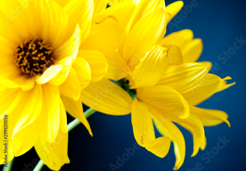 Yellow flower close-up on blue background