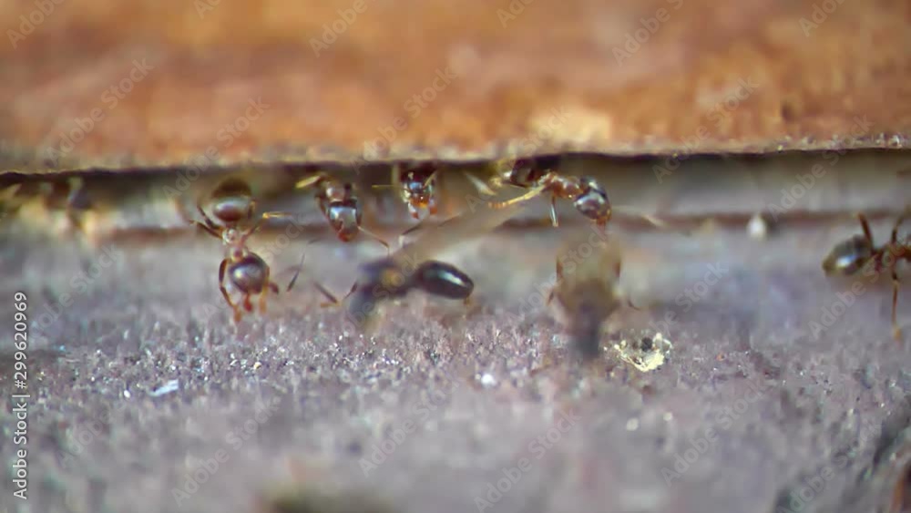 ants wings macro, slow motion ants wings macro, slow motion