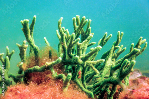 Freshwater Sponge (Spongilla lacustris) Spongillidae Freshwater Underwater photo