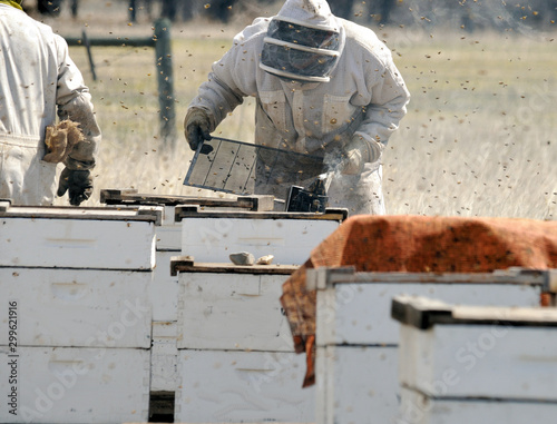 Beekeeping: Checking a flat in a hive; worker is in protective clothing and mask.