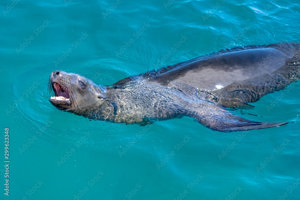 Fototapeta premium Close up of California Sea Lion swimming