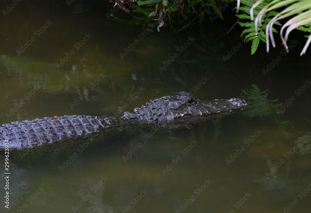  Floridan aligator in the lake.