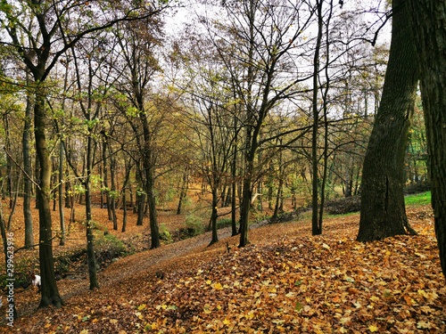 Autumn park. Fall forest road landscape. Autumn  fall season. Sunny day. Forest trees.