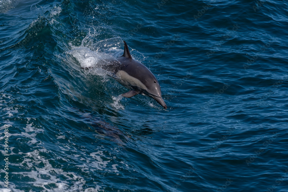 Fototapeta premium Long-beaked common dolphin riding a wave