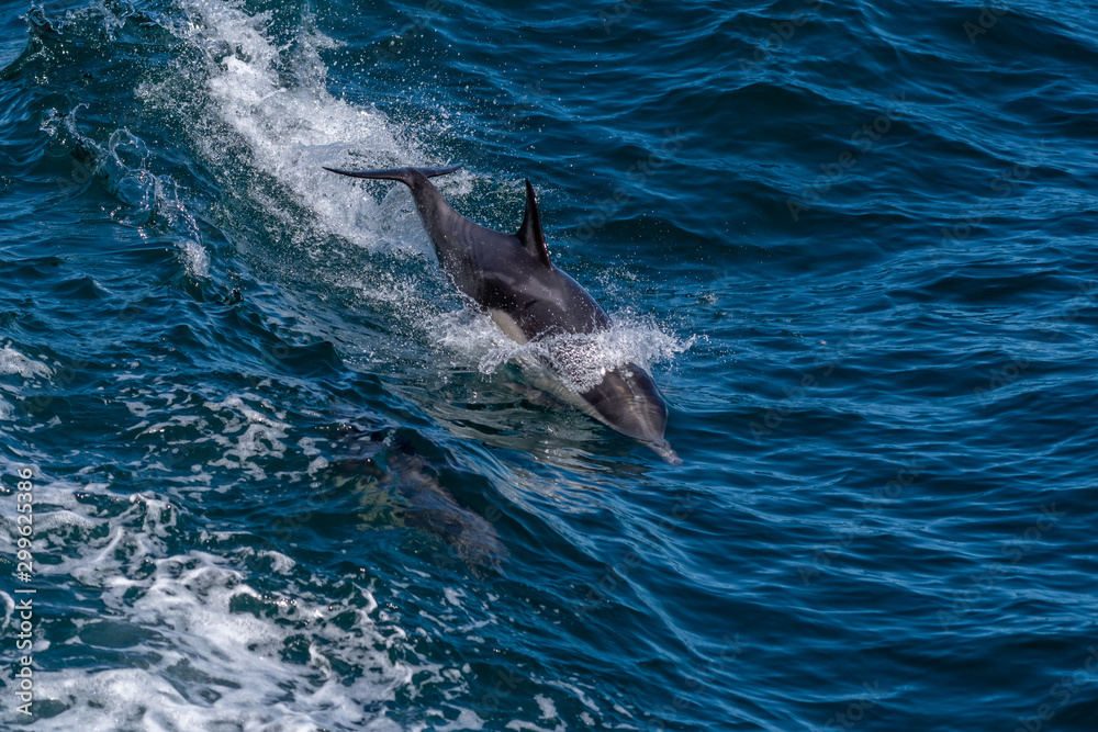 Fototapeta premium Long-beaked common dolphin riding a wave