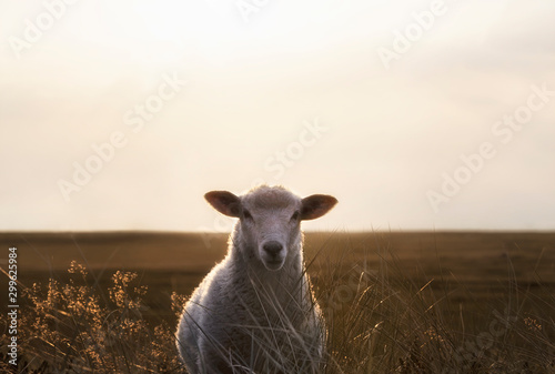 White sheep portrait in high grass on Sylt island at sunrise photo