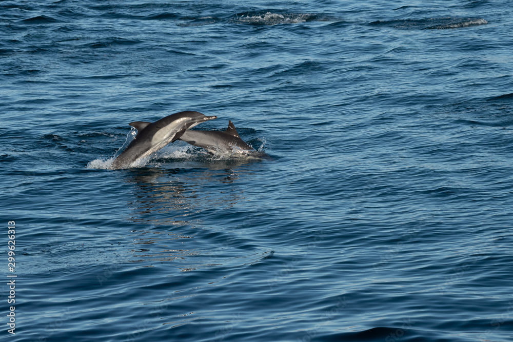 Fototapeta premium Long-beaked common dolphins (Delphinus capensis) off the coast of Baja California, Mexico.