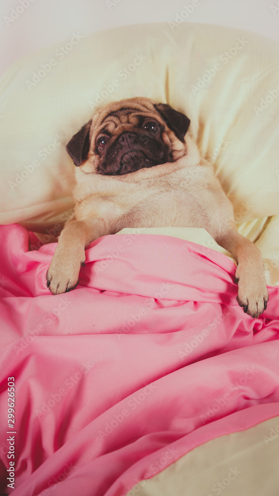 Close up face of cute pug dog breed lying on a dogs bed with sad eyes opened. Pet friendly accommodation: dog asleep on pillows and duvet on bed