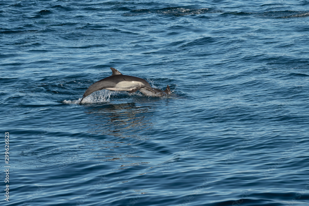 Long-beaked common dolphins (Delphinus capensis) off the coast of Baja California, Mexico.