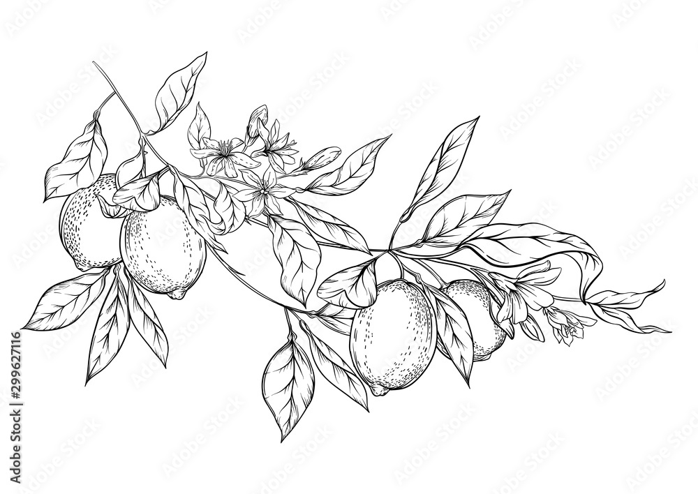 Lemon tree branch with lemons, flowers and leaves. Element for design. Outline hand drawing vector illustration. Isolated on white background..