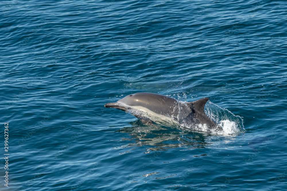 Fototapeta premium Long-beaked common dolphin (Delphinus capensis) off the coast of Baja California, Mexico.