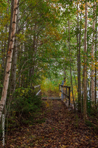 Small wooden bridge in an autumn forest in G  strikland  Sweden 