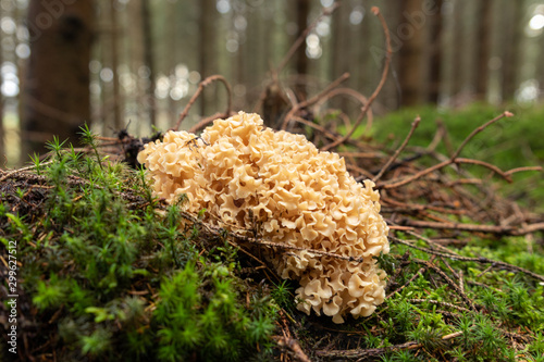 Cauliflower fungus (Sparassis crispa) growing in a forest in Sweden. From above isolated against the moss and soil below. 