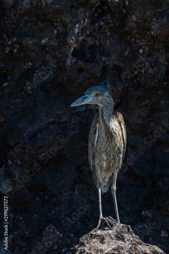 Immature Yellow-crowned Night-Heron standing on a rock