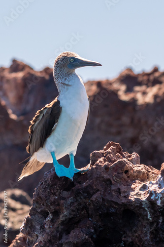 A Blue-footed Booby (Sula nebouxii) perched on a rock in Baja California, Mexico.