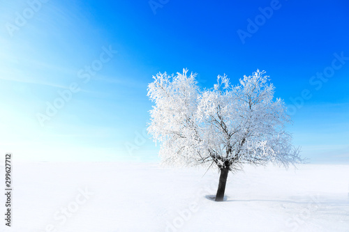 Alone Tree in the snow on a field winter