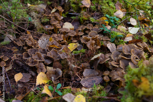 Yellowfoot, Craterellus tubaeformis, standing in a group on the forest floor in an autumn forest in Sweden. 