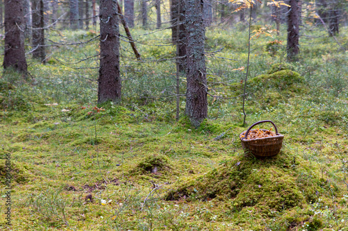 Basket filled with winter chanterelle mushrooms (Craterellus tubaeformis) standing in the grass inside a Swedish forest after a succesfull harvest a warm autumn day. 