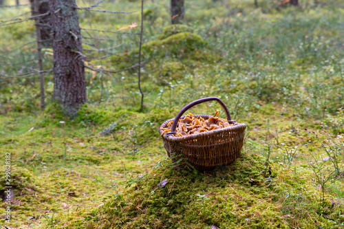 Basket filled with winter chanterelle mushrooms (Craterellus tubaeformis) standing in the grass inside a Swedish forest after a succesfull harvest a warm autumn day. 